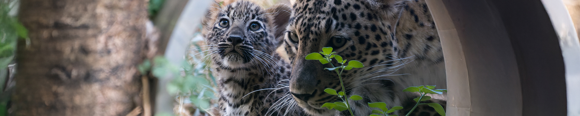 Zoo Imagem