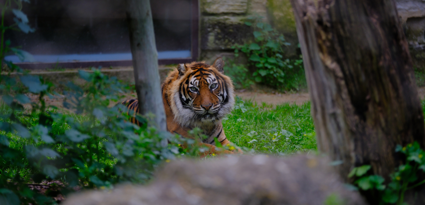Zoo Imagem