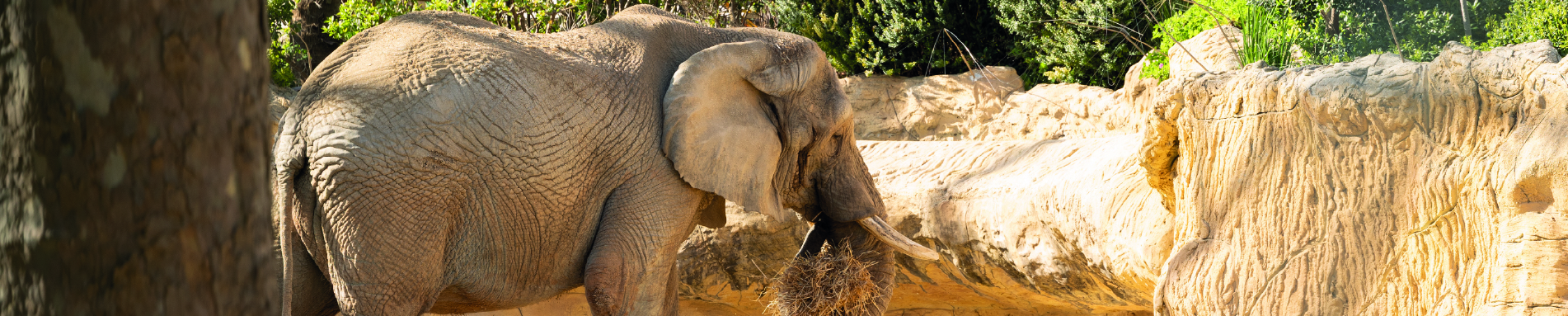 Zoo Imagem