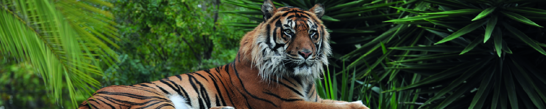 Zoo Imagem