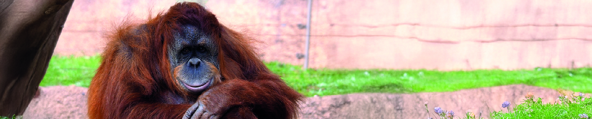 Zoo Imagem