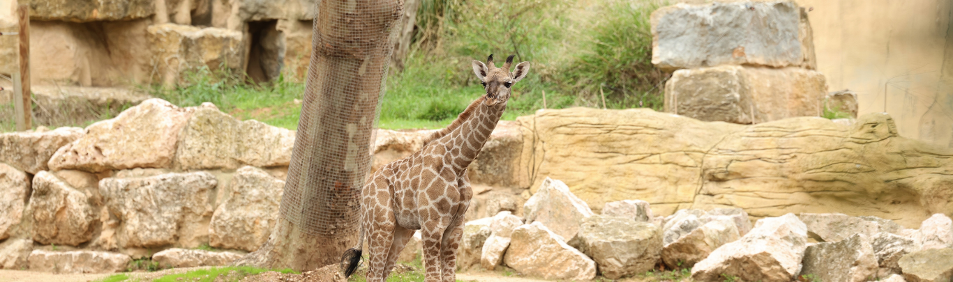 Zoo Imagem
