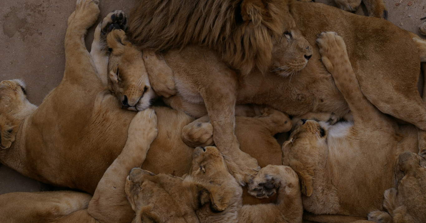 Zoo Imagem
