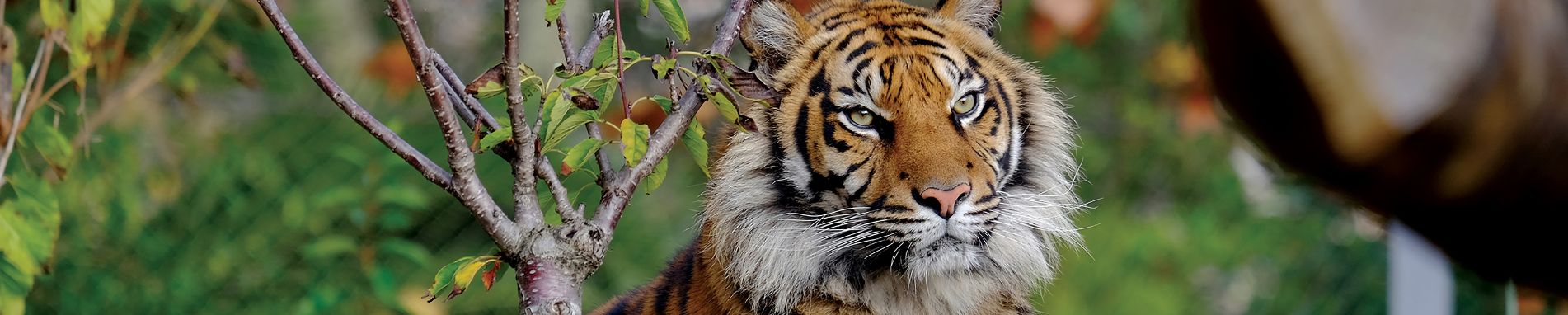 Zoo Imagem