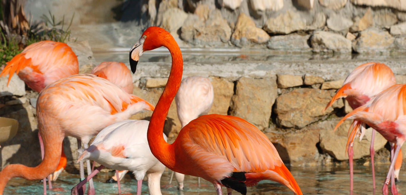 Zoo Imagem