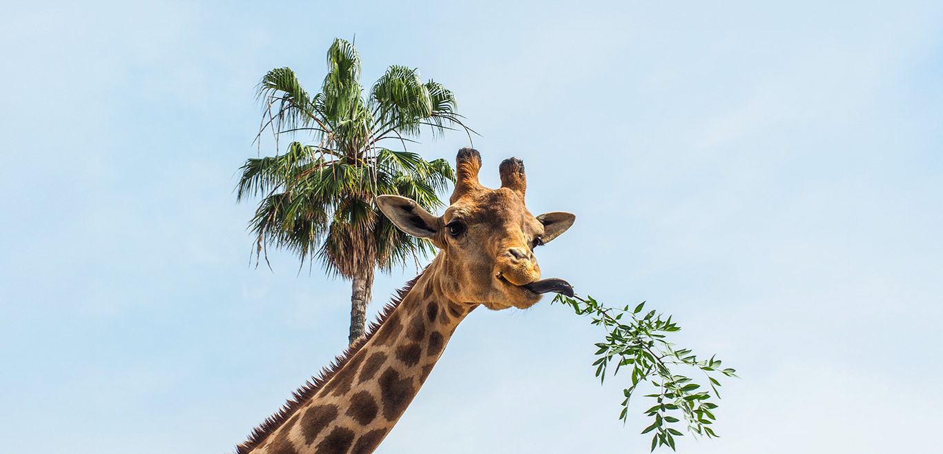 Zoo Imagem
