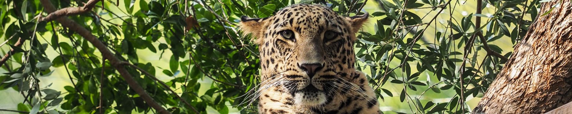 Zoo Imagem
