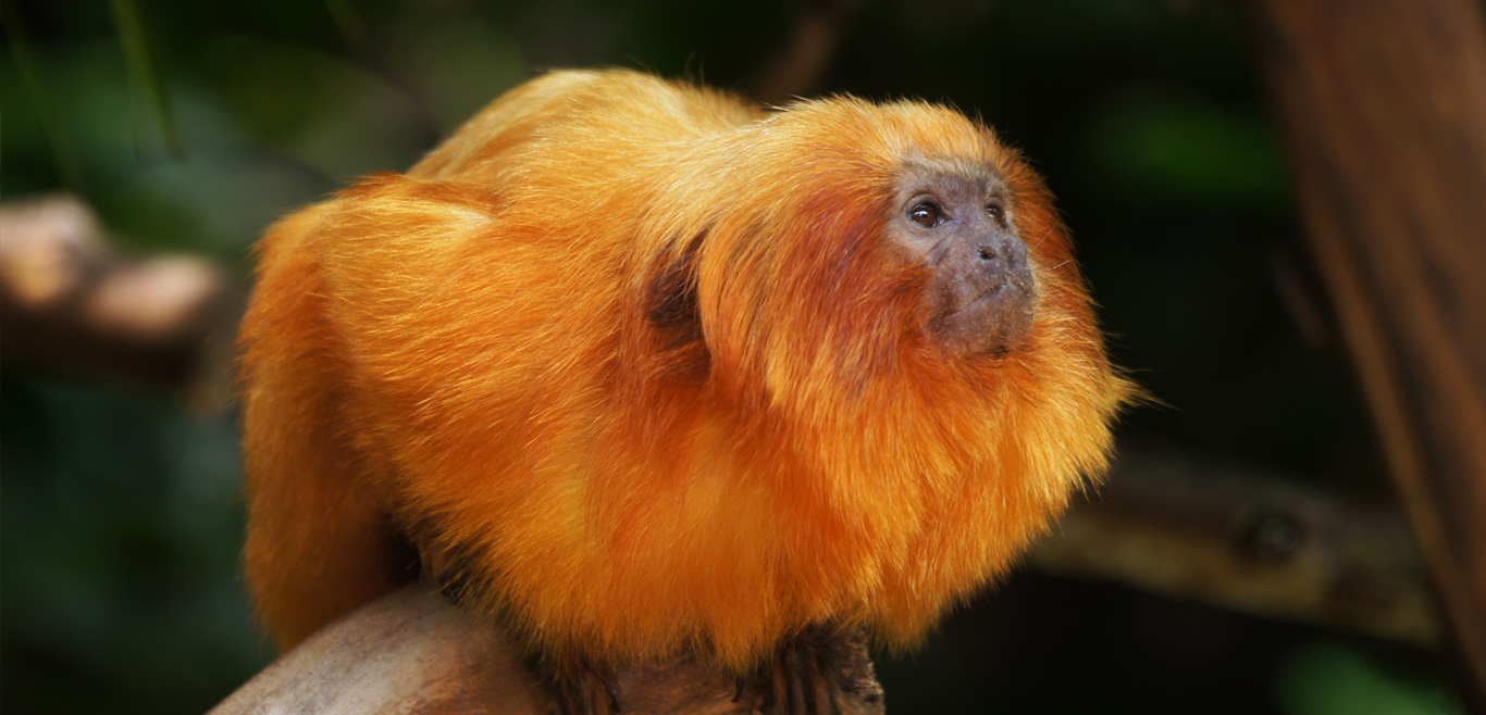Mico-leão-dourado - Jardim Zoológico