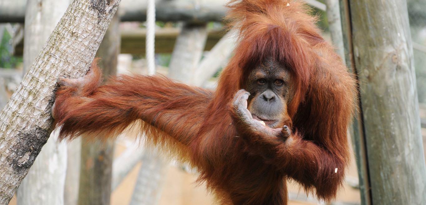 Orangotango-de-sumatra - Jardim Zoológico