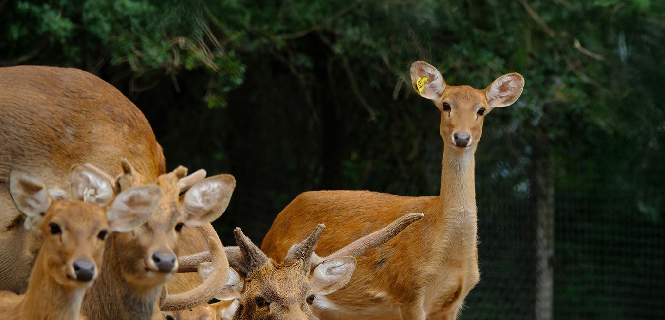Zoo Imagem