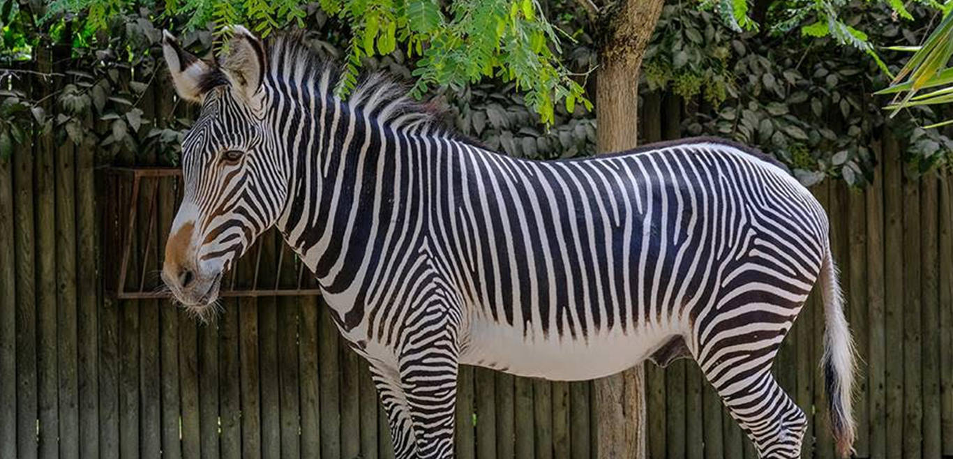 Zoo Imagem