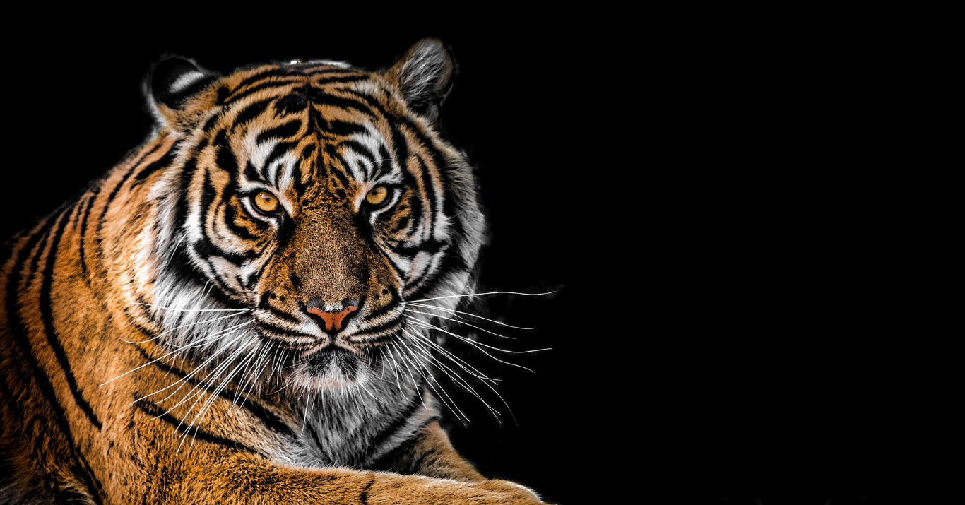 Zoo Imagem