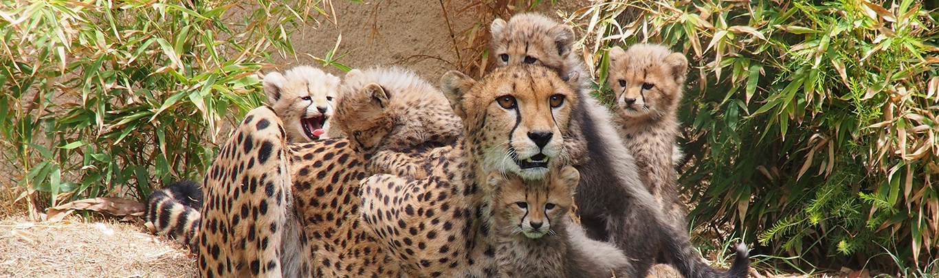 Zoo Imagem
