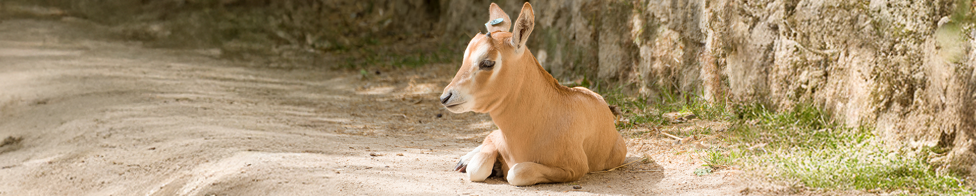 Zoo Imagem