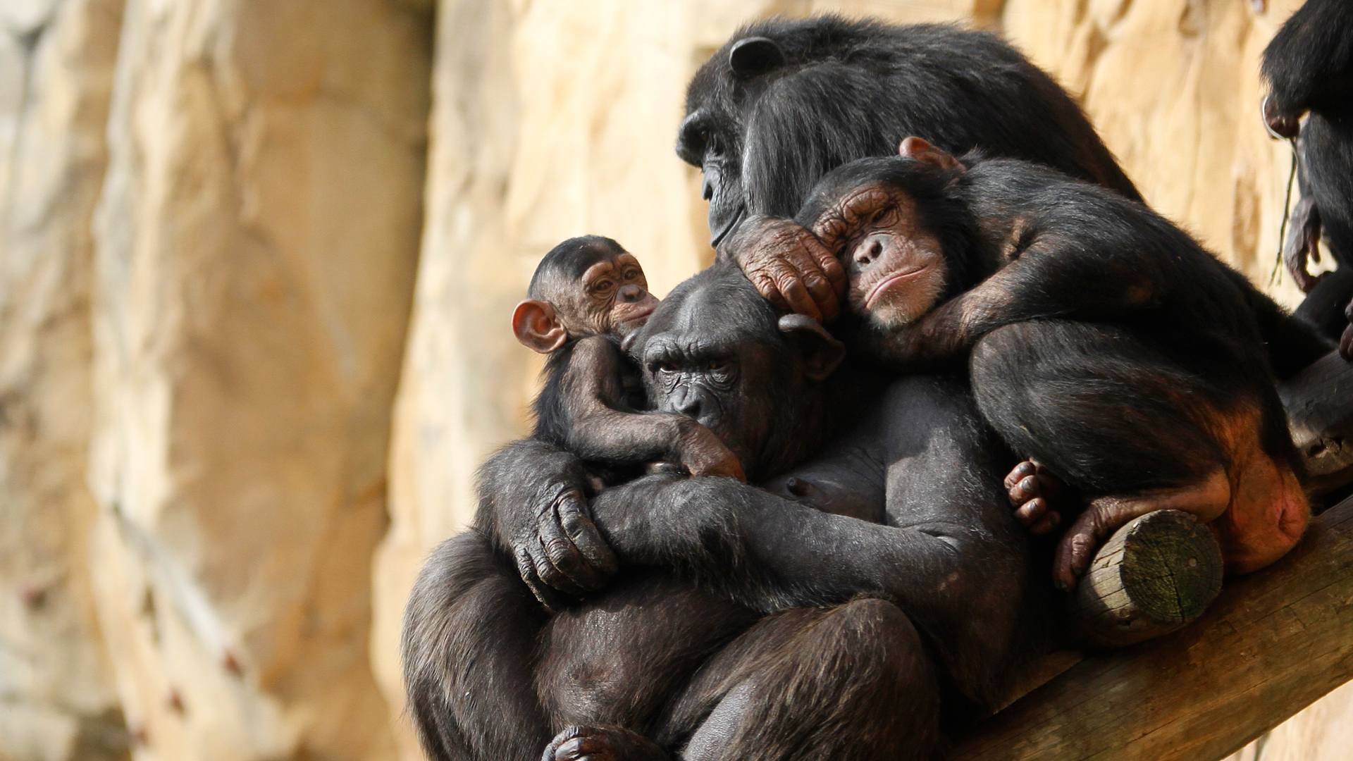 Zoo Imagem