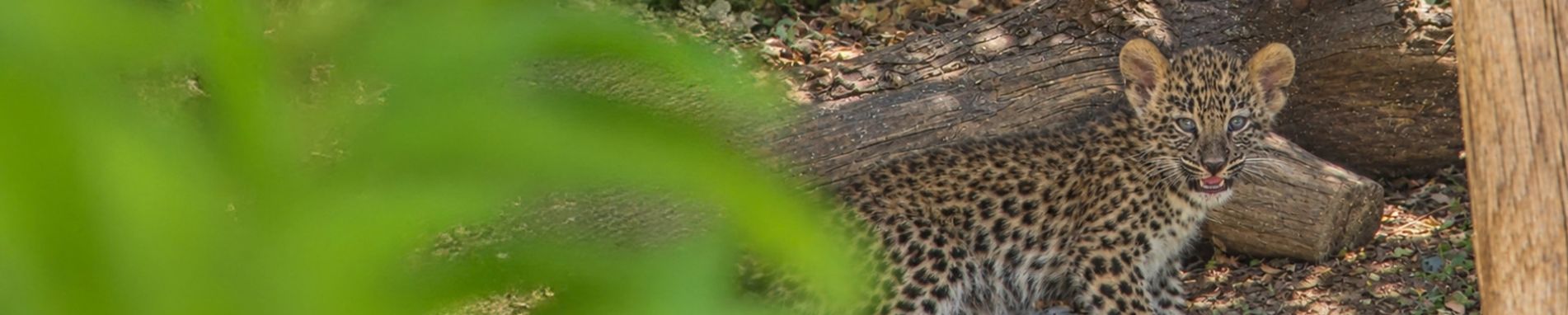 Zoo Imagem